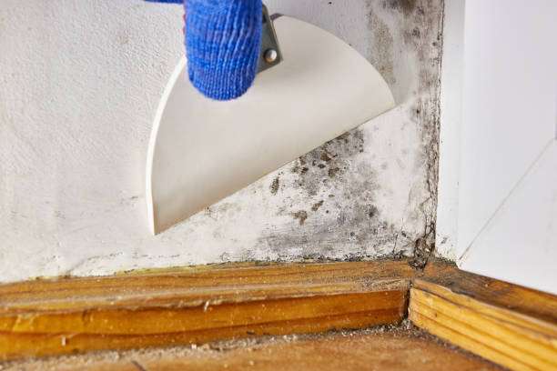 Best Air Quality Testing for Mold Spores  in Serenada, TX